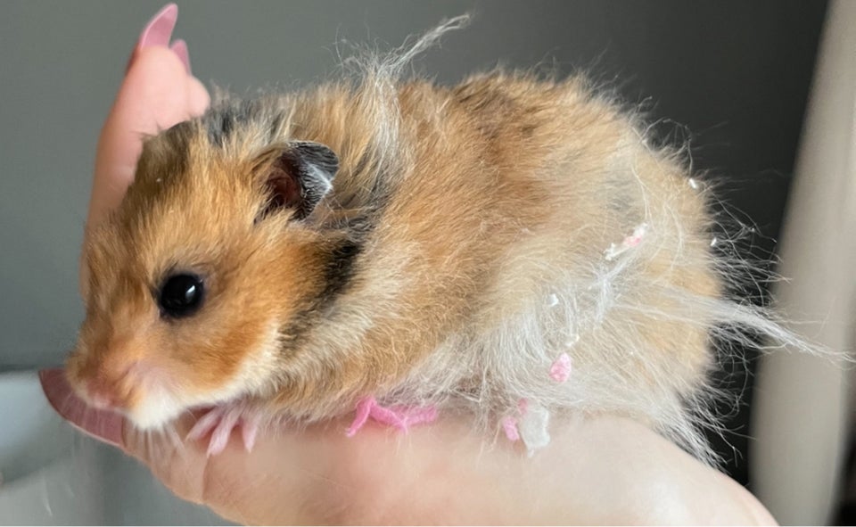 Hamster, Guldhamster, 0 år