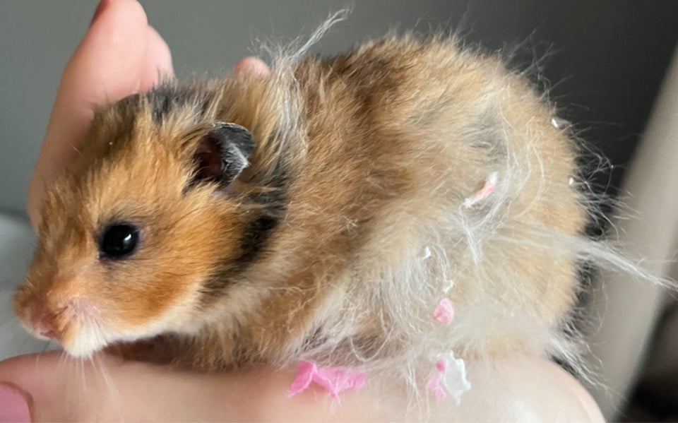 Hamster, Guldhamster, 0 år