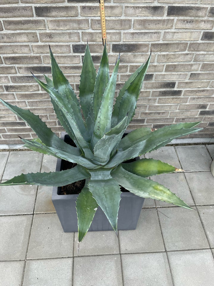 Agave