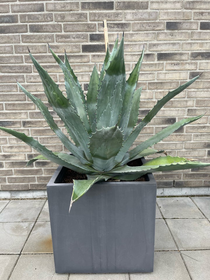 Agave