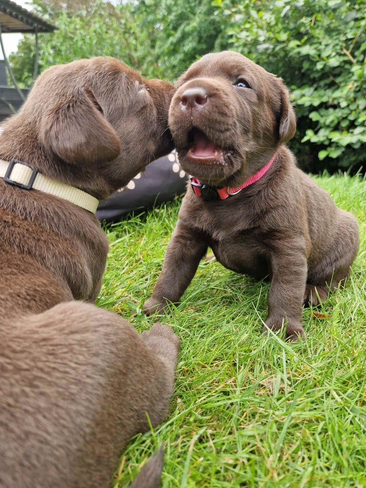 Brune labrador hvalpe