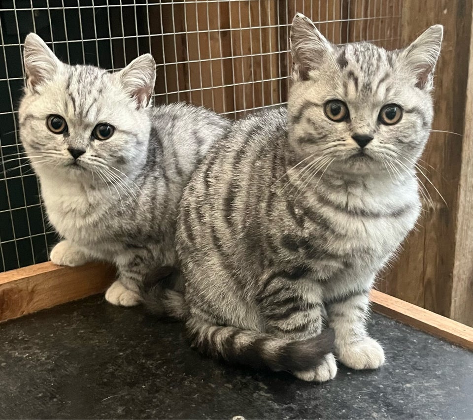 Hankilling, British Shorthair, 12