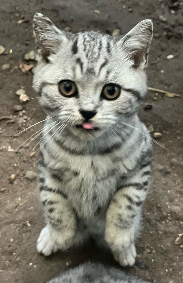 Hankilling, British Shorthair, 12