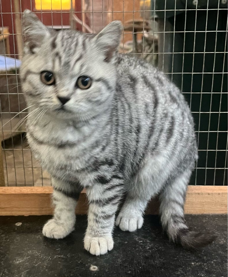 Hankilling, British Shorthair, 12