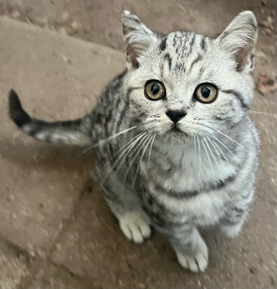 Hankilling, British Shorthair, 12