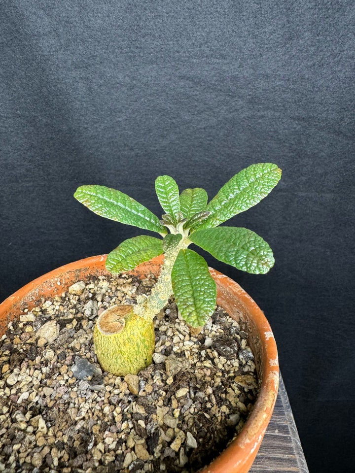 Caudex plante Dorstenia gigas