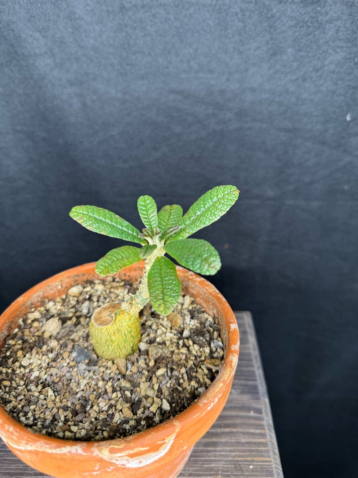 Caudex plante Dorstenia gigas