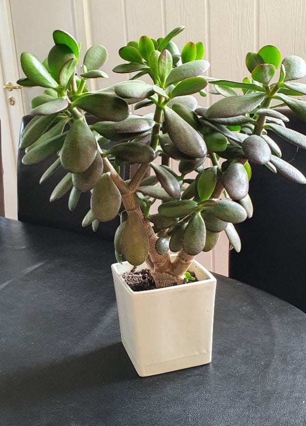 Stueplante, Crassula Ovata