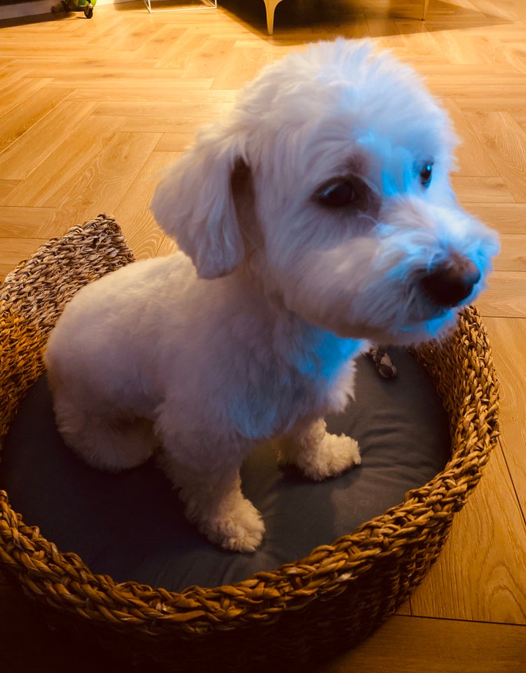 Coton de tulear hund 6 år