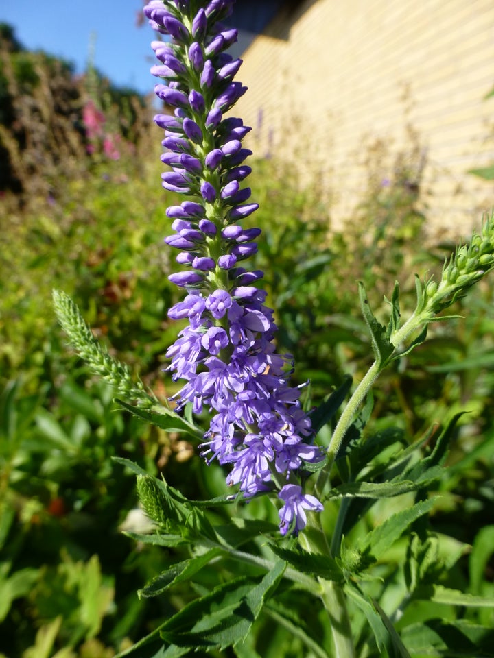 Stauder, Veronica longifolia