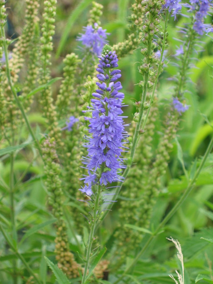 Stauder, Veronica longifolia