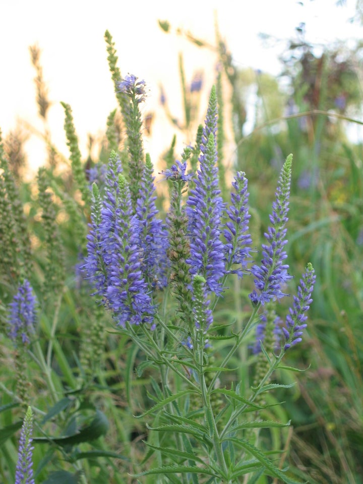 Stauder, Veronica longifolia