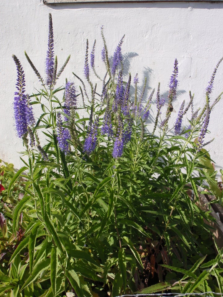 Stauder, Veronica longifolia