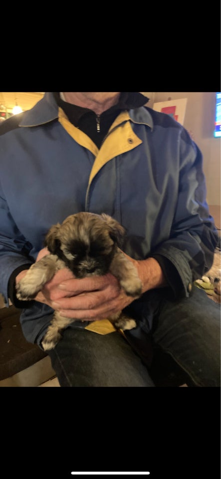 Shih tzu/ malteser, hvalpe, 7 uger