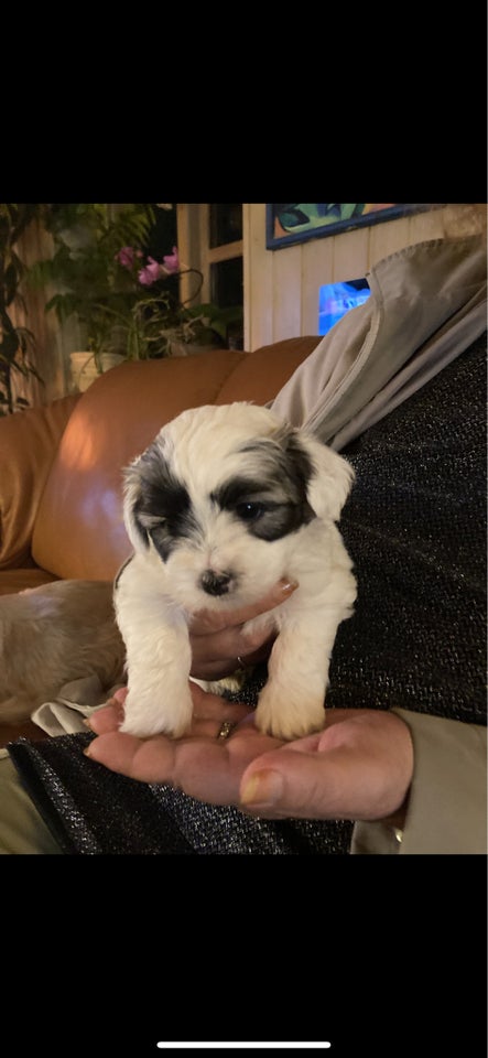 Shih tzu/ malteser, hvalpe, 7 uger