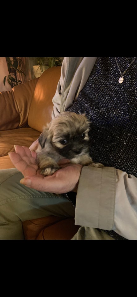 Shih tzu/ malteser, hvalpe, 7 uger