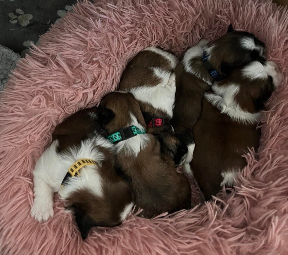 shih Tzu, hvalpe, 3 uger