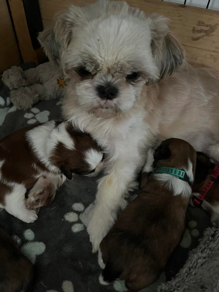 shih Tzu, hvalpe, 3 uger