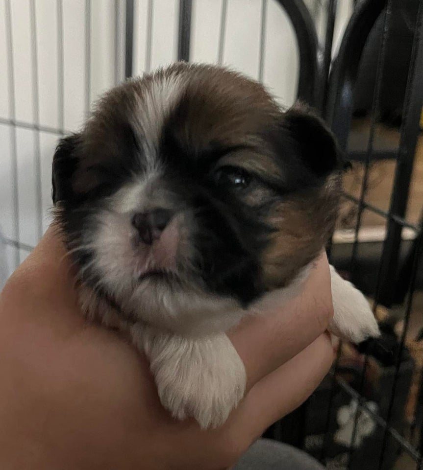 shih Tzu, hvalpe, 3 uger