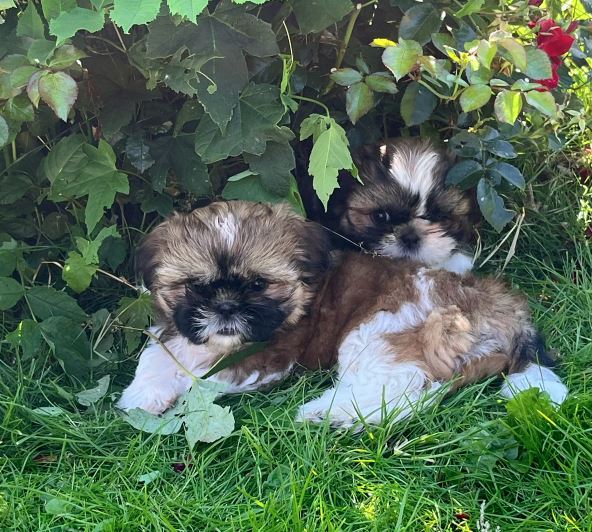 shih Tzu, hvalpe, 3 uger