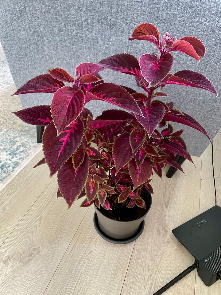 Paletblad Coleus