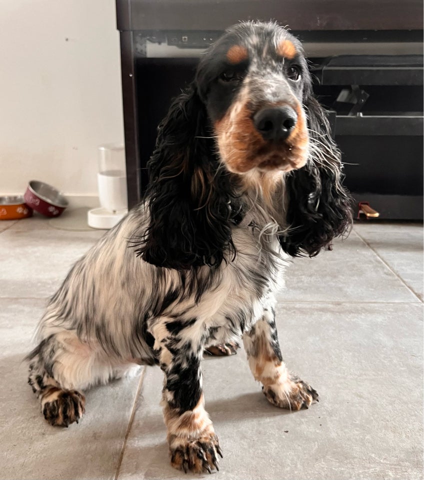 Engelsk Cocker Spaniel , hund, 2 år