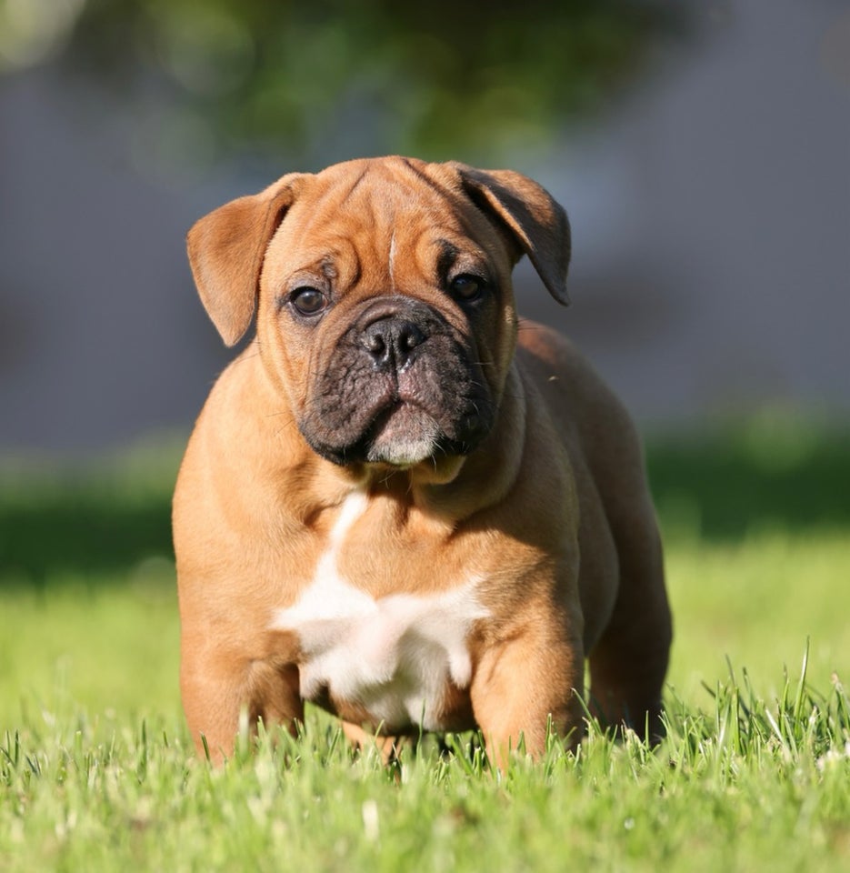 Old english bulldog flere hvalpe