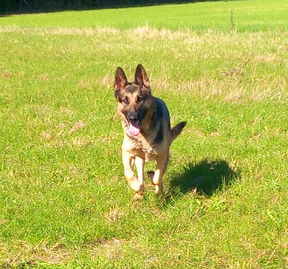 Schæfer, hanhund, 3 år