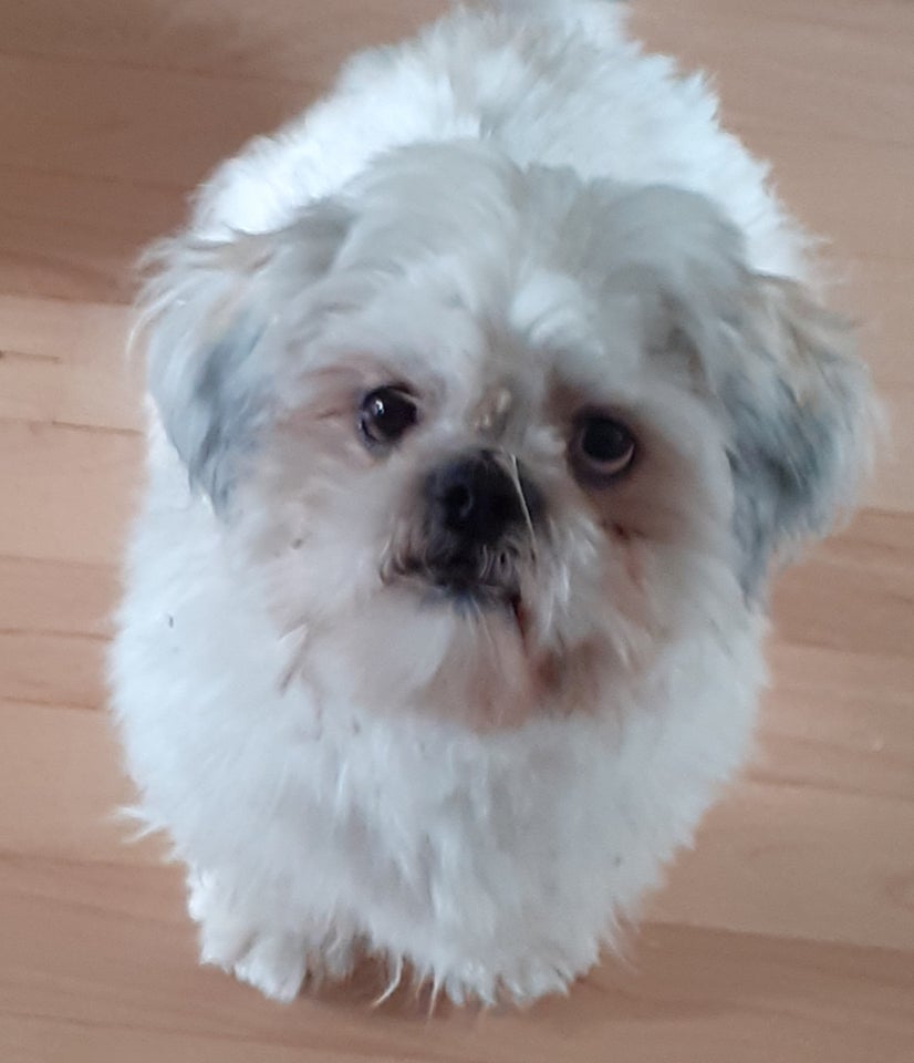 Shih tzu, hund, 11 mdr.