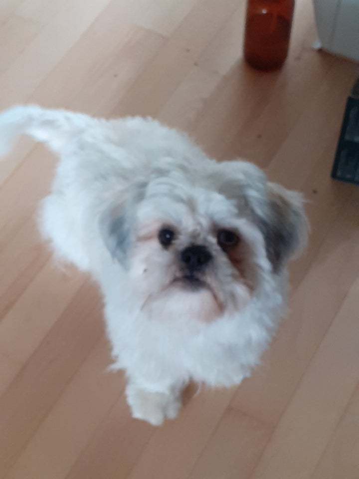 Shih tzu, hund, 11 mdr.