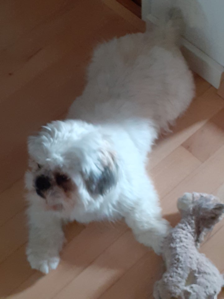 Shih tzu, hund, 11 mdr.