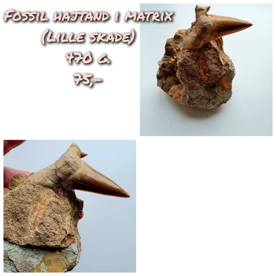 Fossiler, Fossil hajtand i matrix