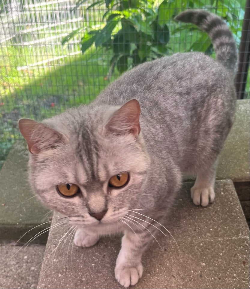 Hunkat British Shorthair  3 år