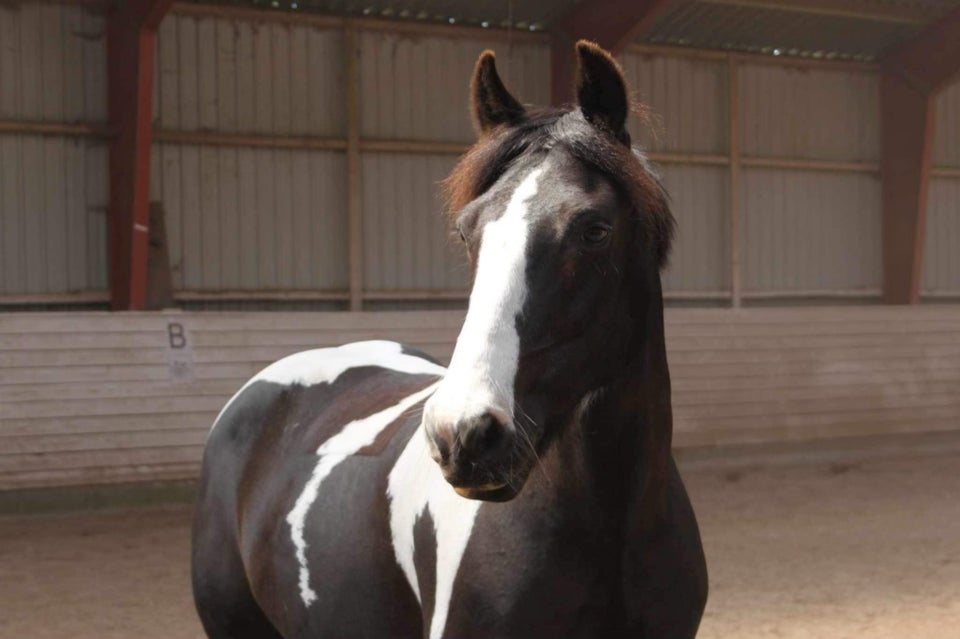 Irsk Sports Pony, hoppe, 17 år