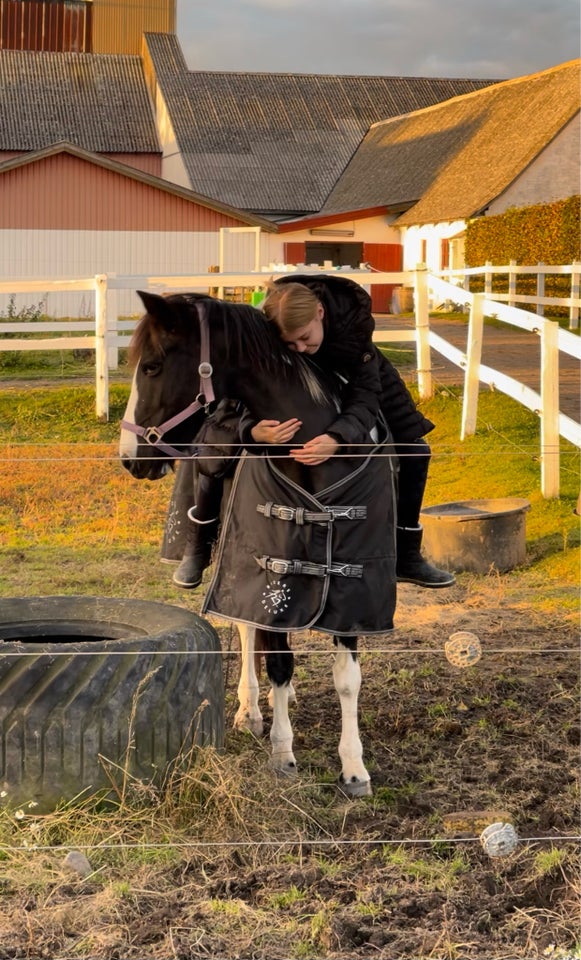 Irsk Sports Pony, hoppe, 17 år