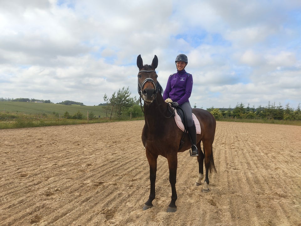 Blanding - varmblod, hoppe, 10 år