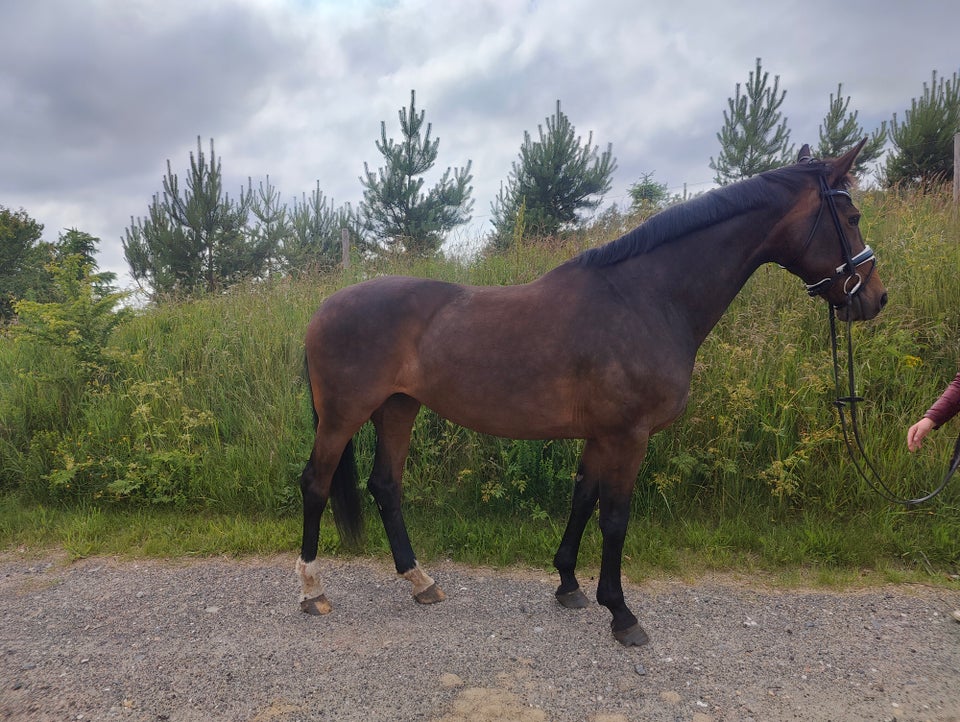 Blanding - varmblod, hoppe, 10 år