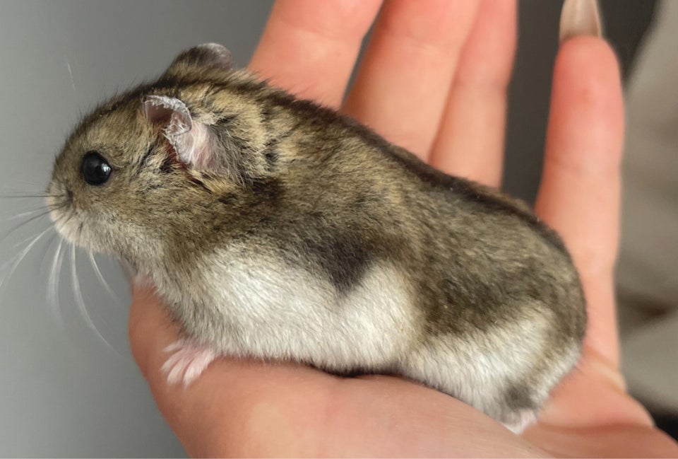 Hamster Dværghamster  0 år