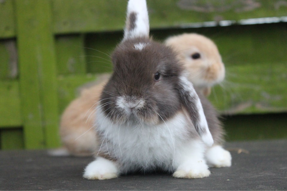 Kanin, Mini lop, 0 år