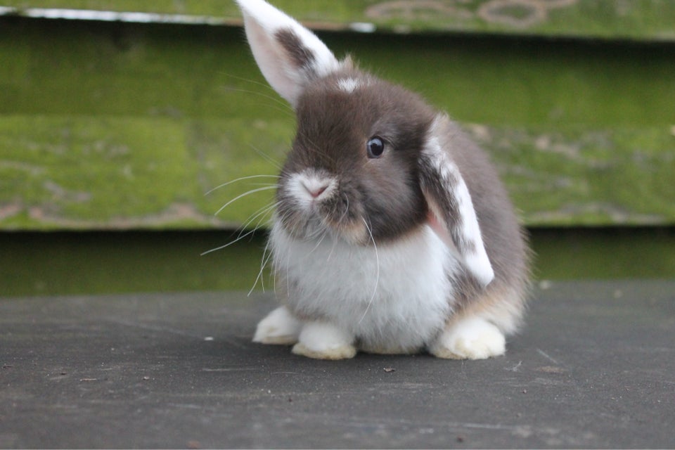 Kanin, Mini lop, 0 år