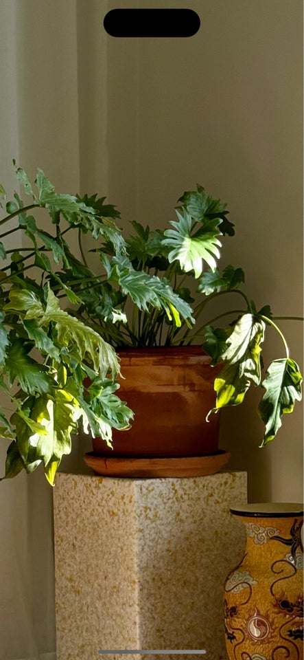 Plante, Philodendron Xanadu