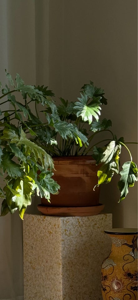 Plante, Philodendron Xanadu