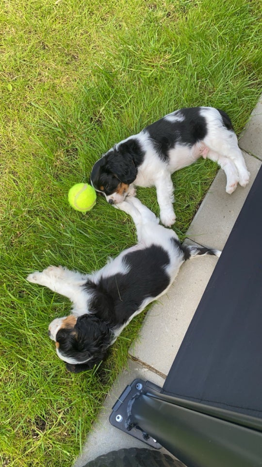 Cavalier king charles hvalpe 10