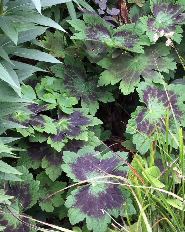 Geranium Phaeum Storkenæb i