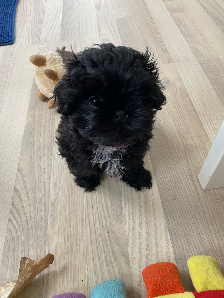 Shih tzu/ malteser, hvalpe, 8 mdr.