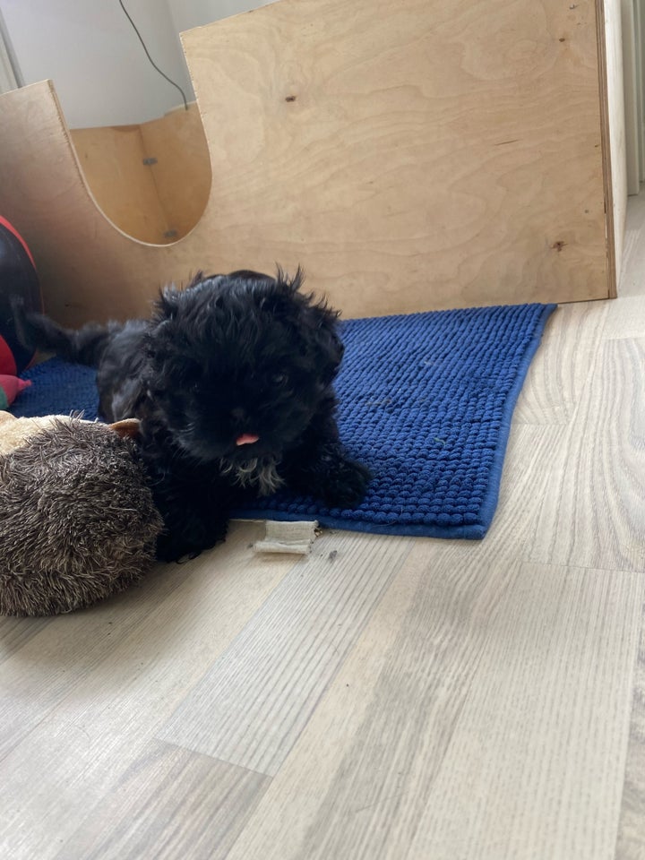 Shih tzu/ malteser, hvalpe, 8 mdr.