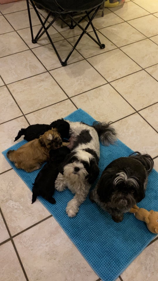 Shih tzu/ malteser, hvalpe, 8 mdr.