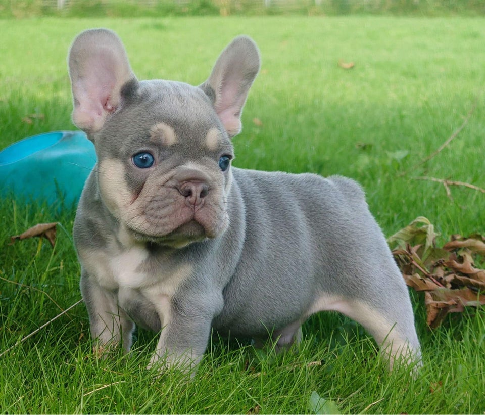 Fransk bulldog hanhund hvalp