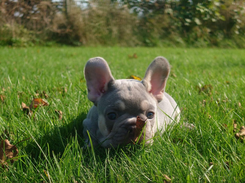 Fransk bulldog hanhund hvalp