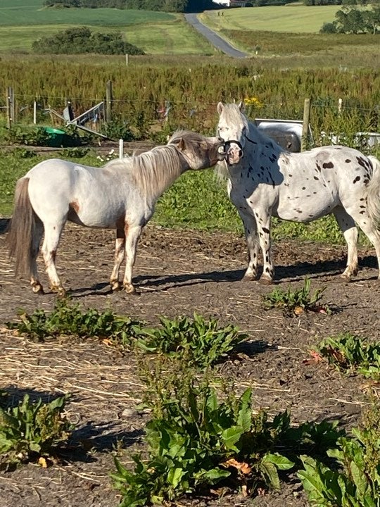 Knabstrupper hingst 3 år